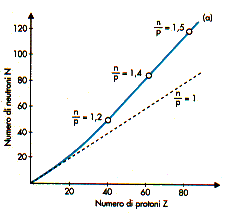 rapporto nucliei stabili.GIF (4711 byte)